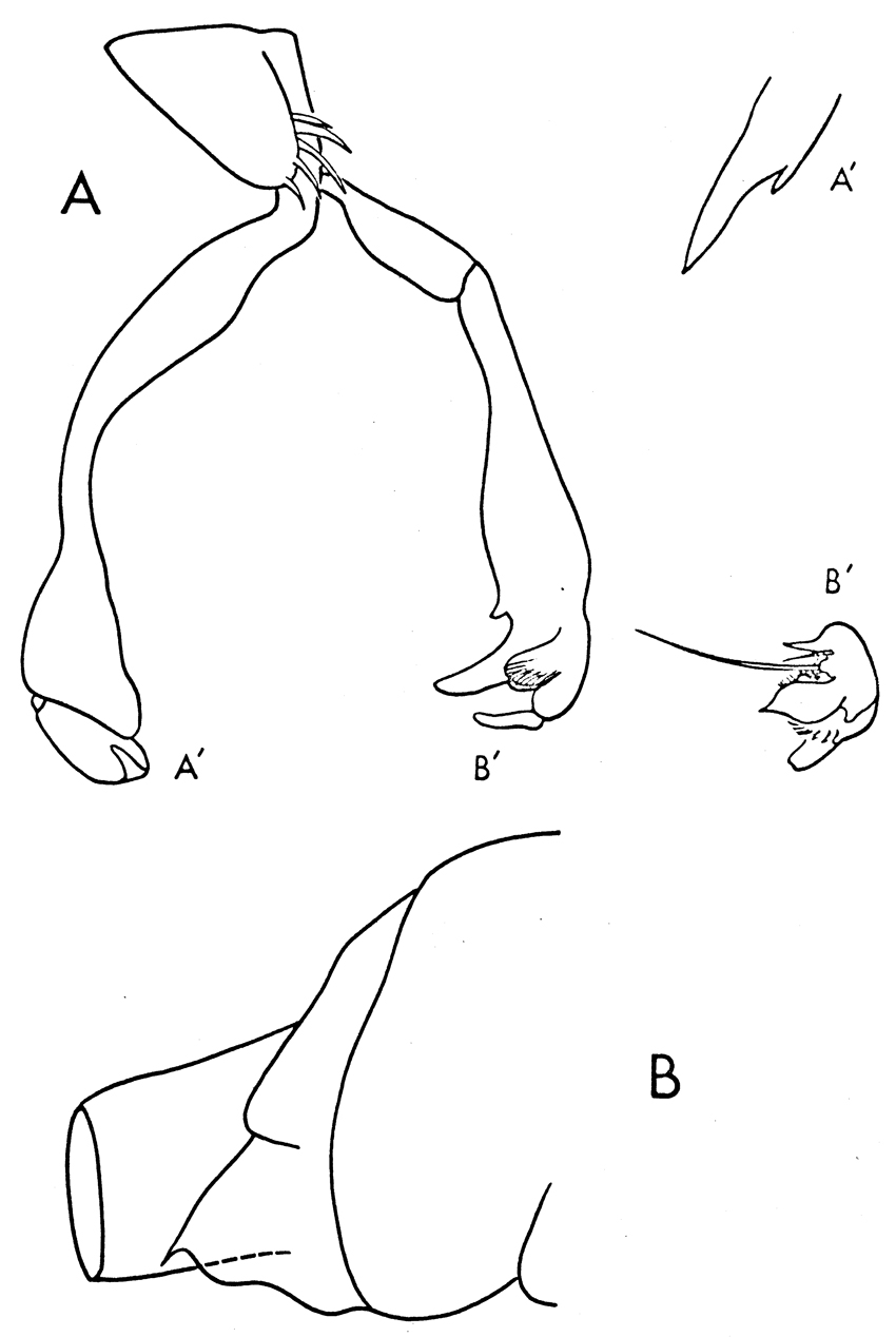 Species Diaixis hibernica - Plate 8 of morphological figures