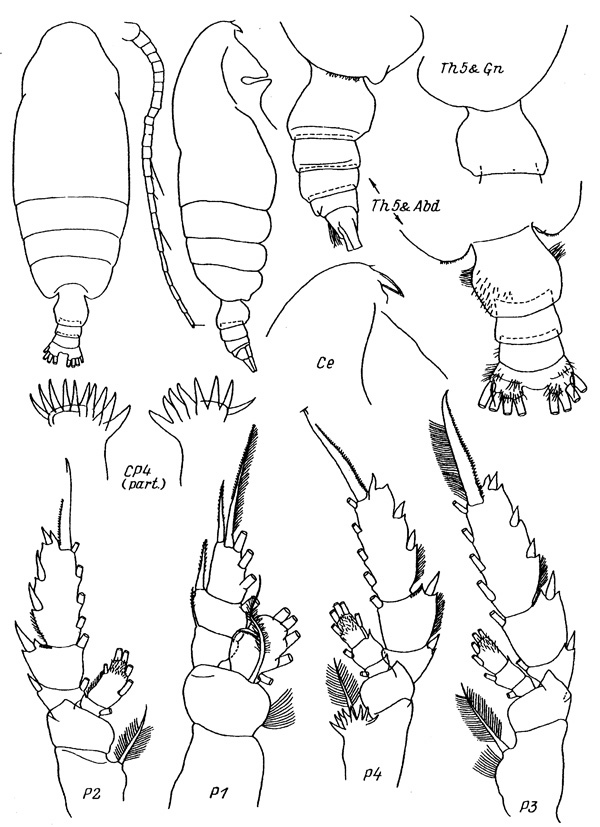 Species Pseudochirella obesa - Plate 2 of morphological figures