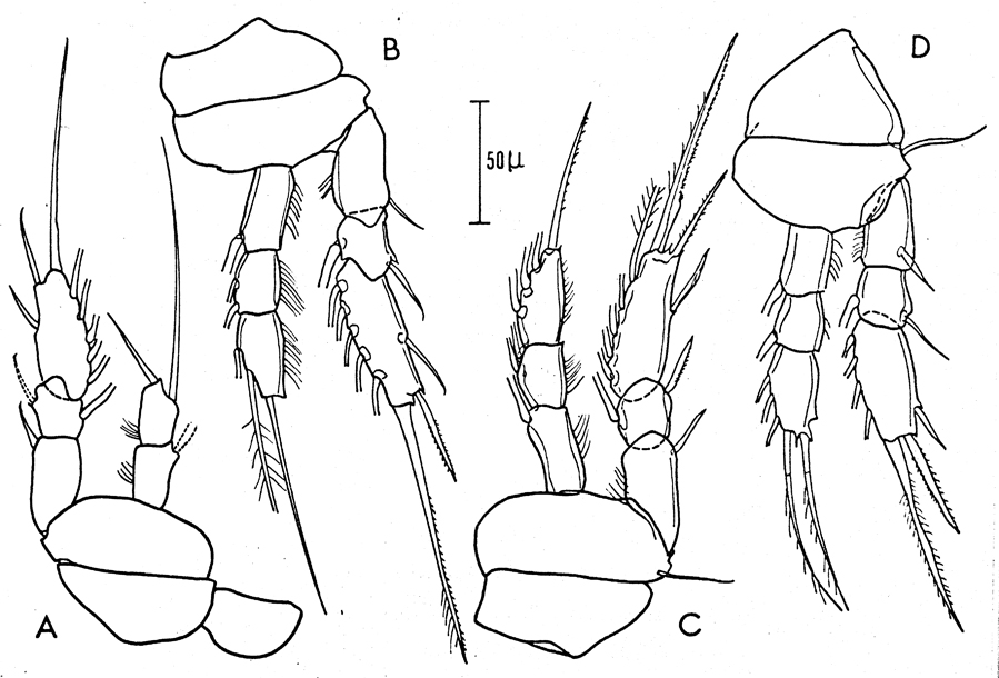 Species Vettoria granulosa - Plate 12 of morphological figures