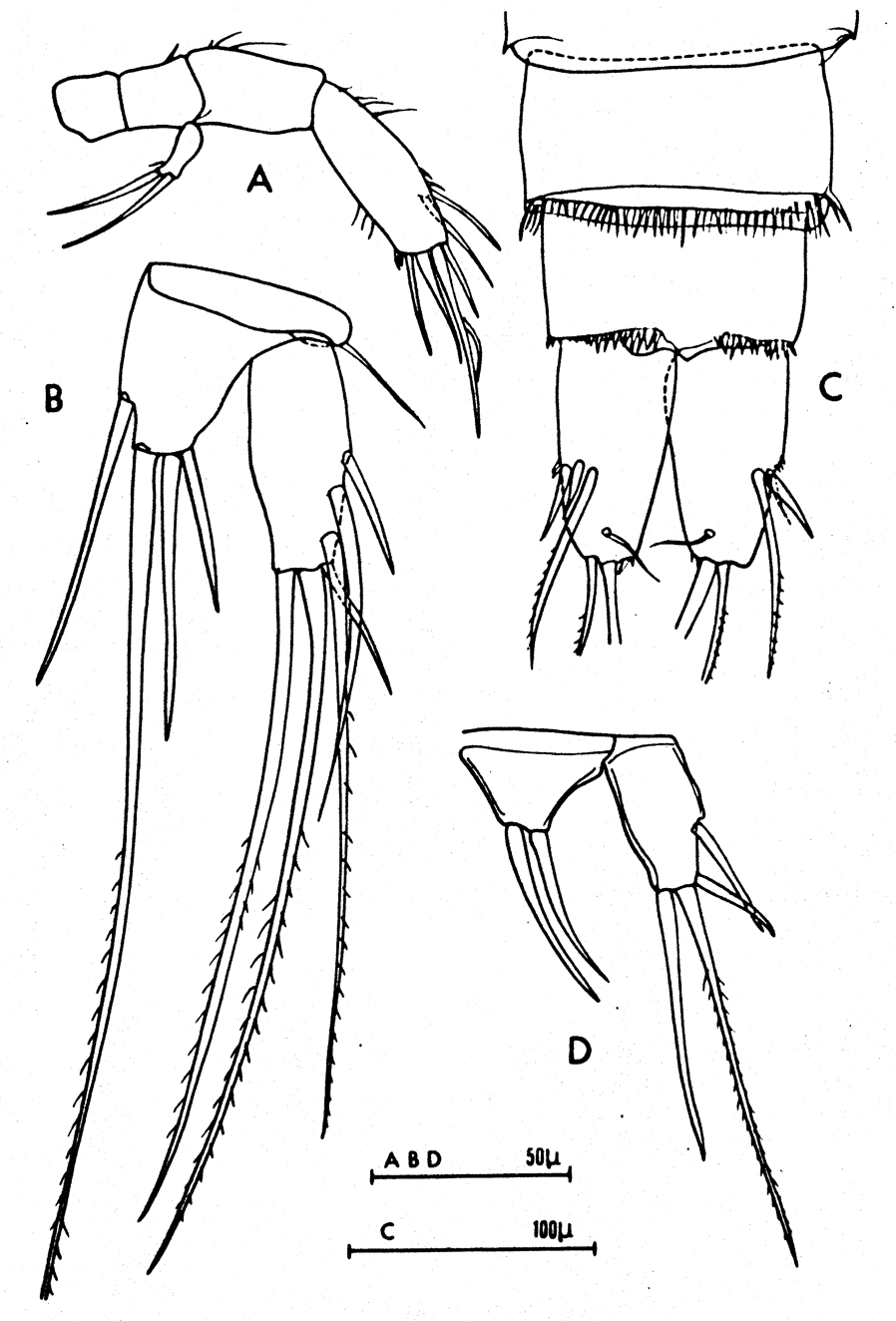 Species Distioculus minor - Plate 6 of morphological figures