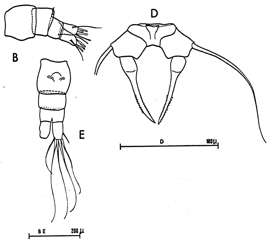 Species Acartia (Acartiura) clausi - Plate 28 of morphological figures