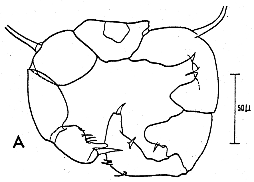 Species Acartia (Acartiura) clausi - Plate 29 of morphological figures