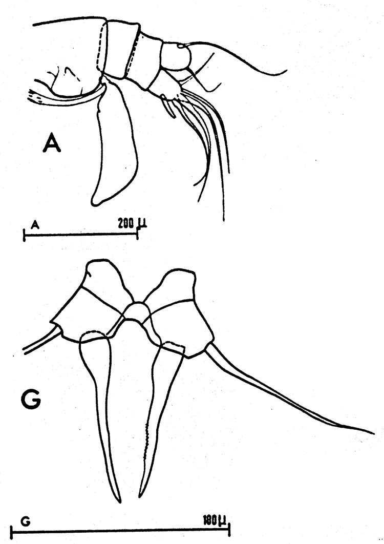 Espce Acartia (Acartiura) discaudata - Planche 7 de figures morphologiques
