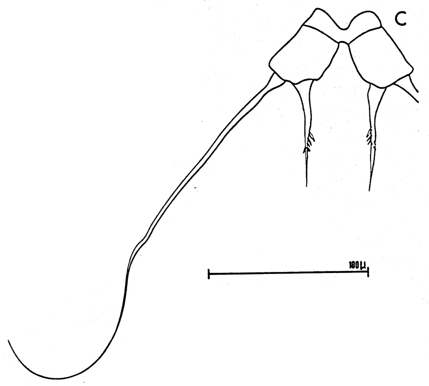 Espèce Acartia (Acartia) negligens - Planche 11 de figures morphologiques
