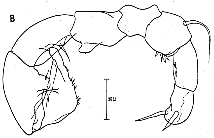 Espce Acartia (Acartiura) discaudata - Planche 8 de figures morphologiques