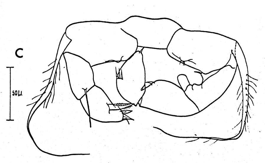 Espèce Acartia (Acartia) negligens - Planche 12 de figures morphologiques