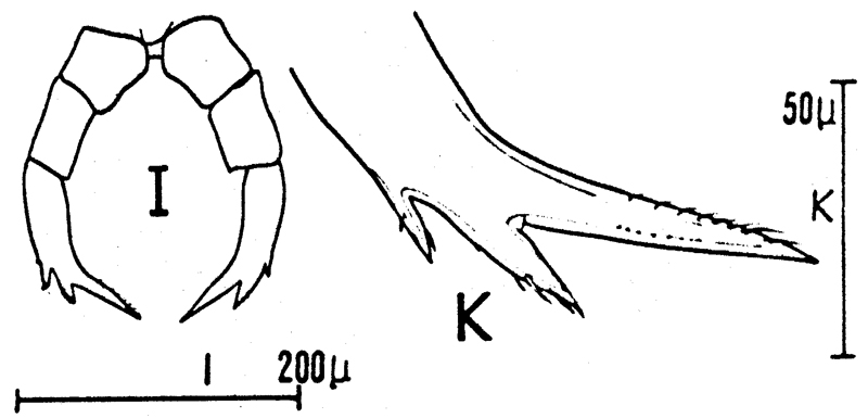 Espèce Candacia tenuimana - Planche 4 de figures morphologiques