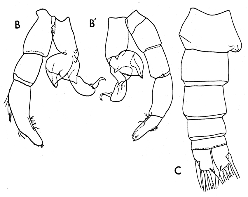 Espce Candacia armata - Planche 3 de figures morphologiques
