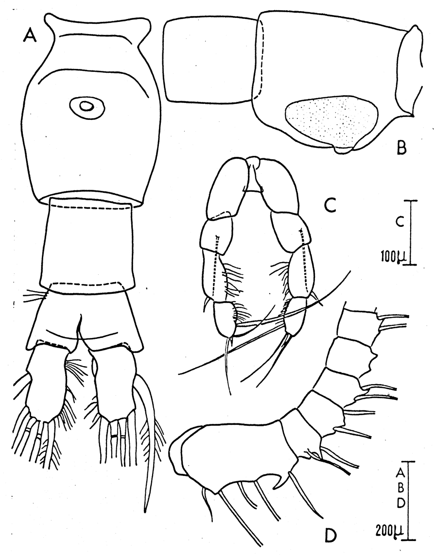 Espèce Pleuromamma abdominalis - Planche 14 de figures morphologiques