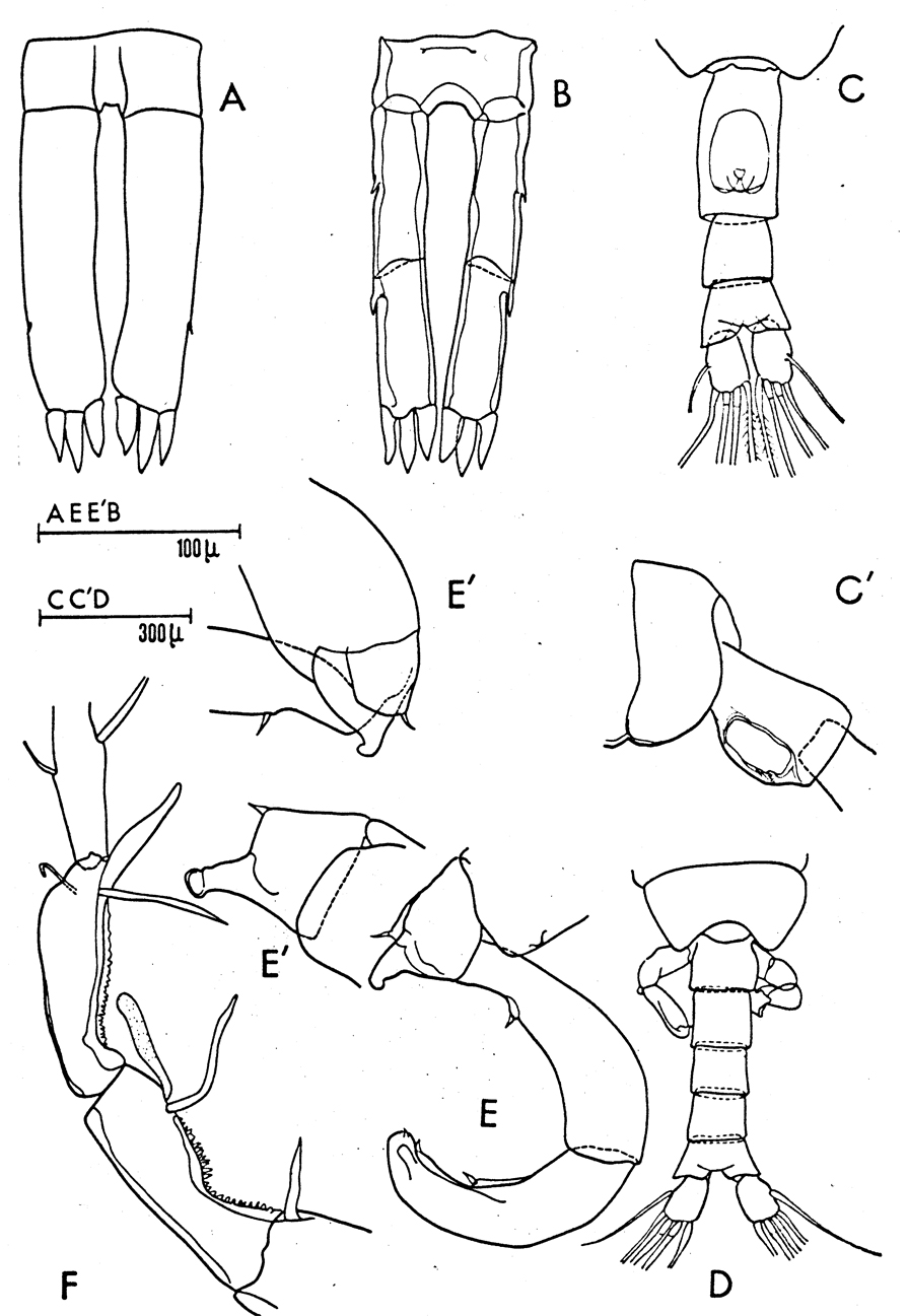 Espce Pleuromamma gracilis - Planche 11 de figures morphologiques