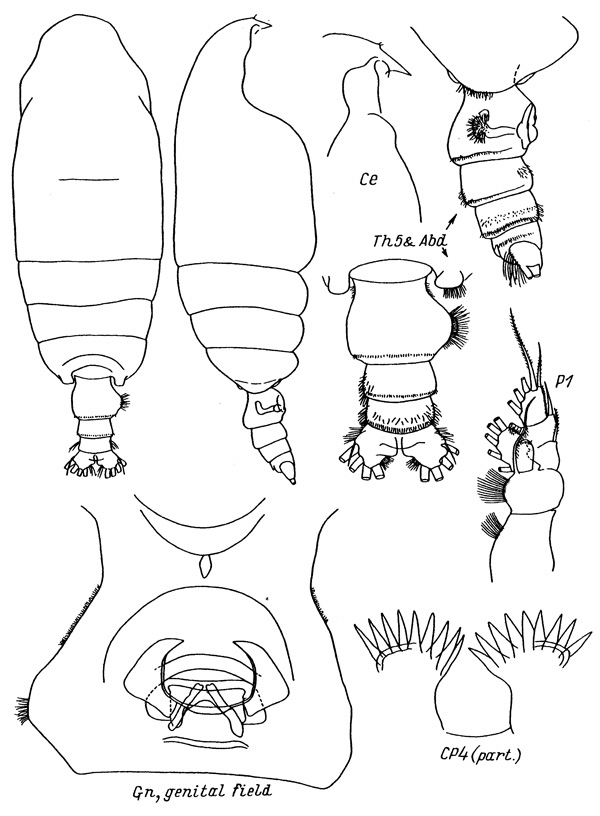 Espce Pseudochirella pacifica - Planche 1 de figures morphologiques