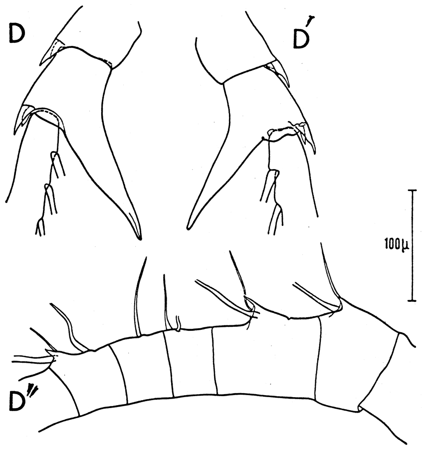 Espèce Centropages typicus - Planche 3 de figures morphologiques