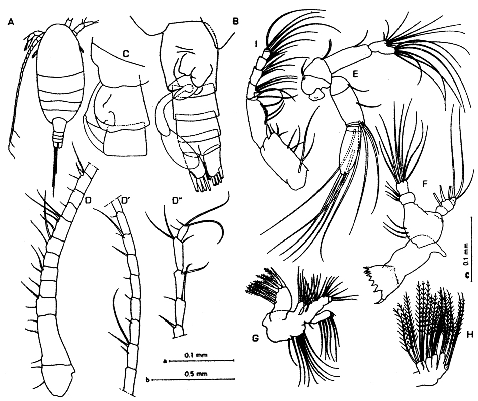 Espce Stephos margalefi - Planche 1 de figures morphologiques