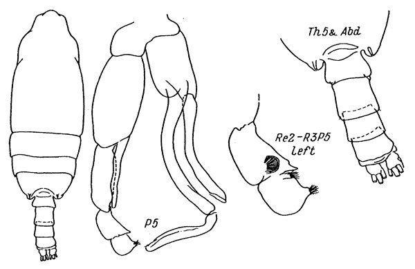 Species Pseudochirella pacifica - Plate 2 of morphological figures