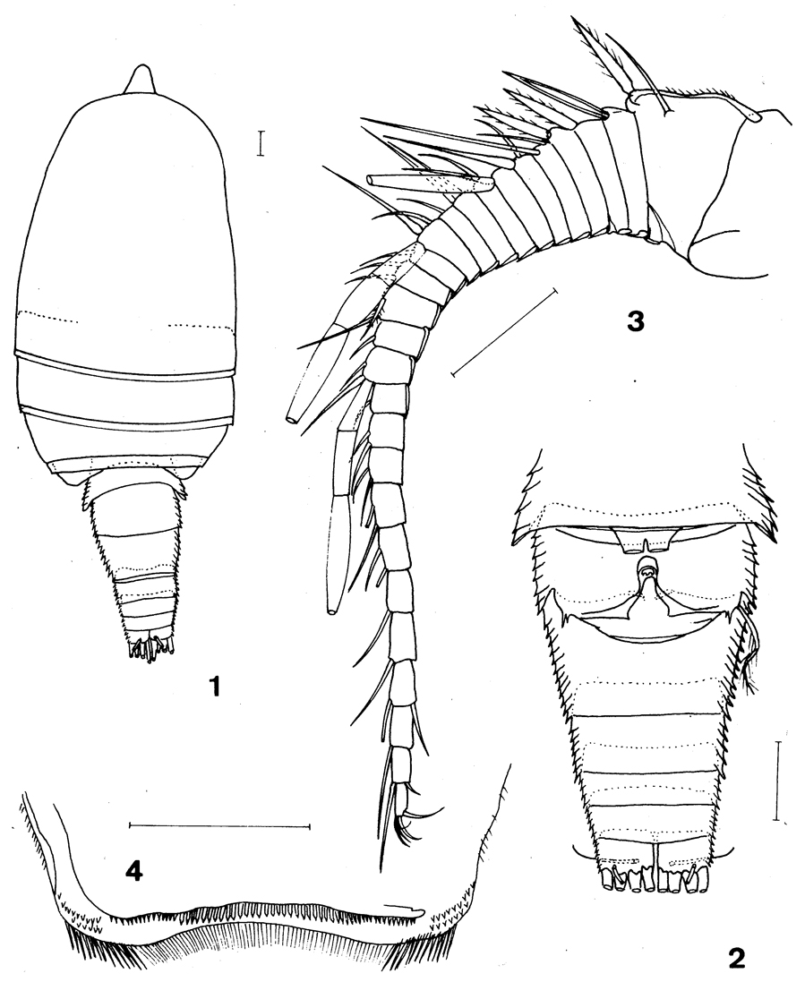 Species Archimisophria squamosa - Plate 1 of morphological figures