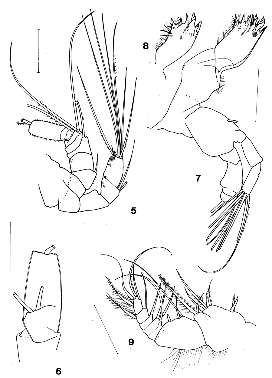 Espce Archimisophria squamosa - Planche 2 de figures morphologiques