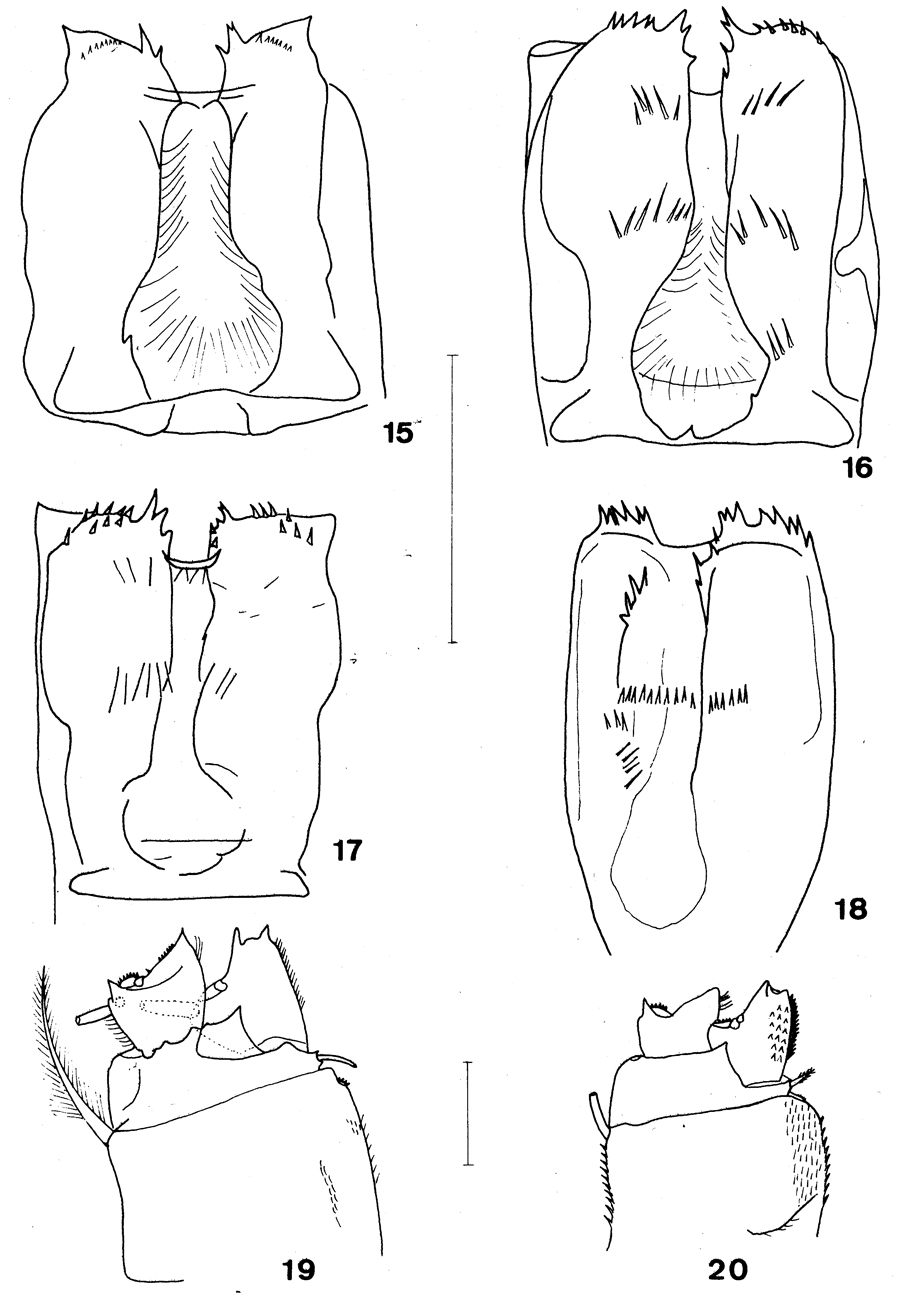 Species Archimisophria squamosa - Plate 4 of morphological figures