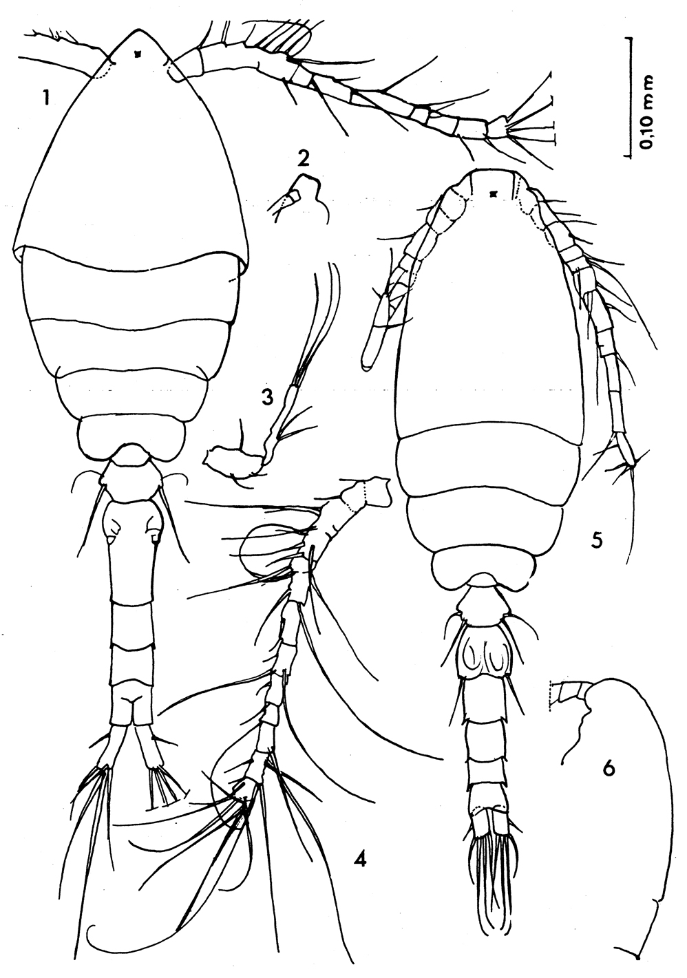 Espèce Oithona oswaldocruzi - Planche 2 de figures morphologiques