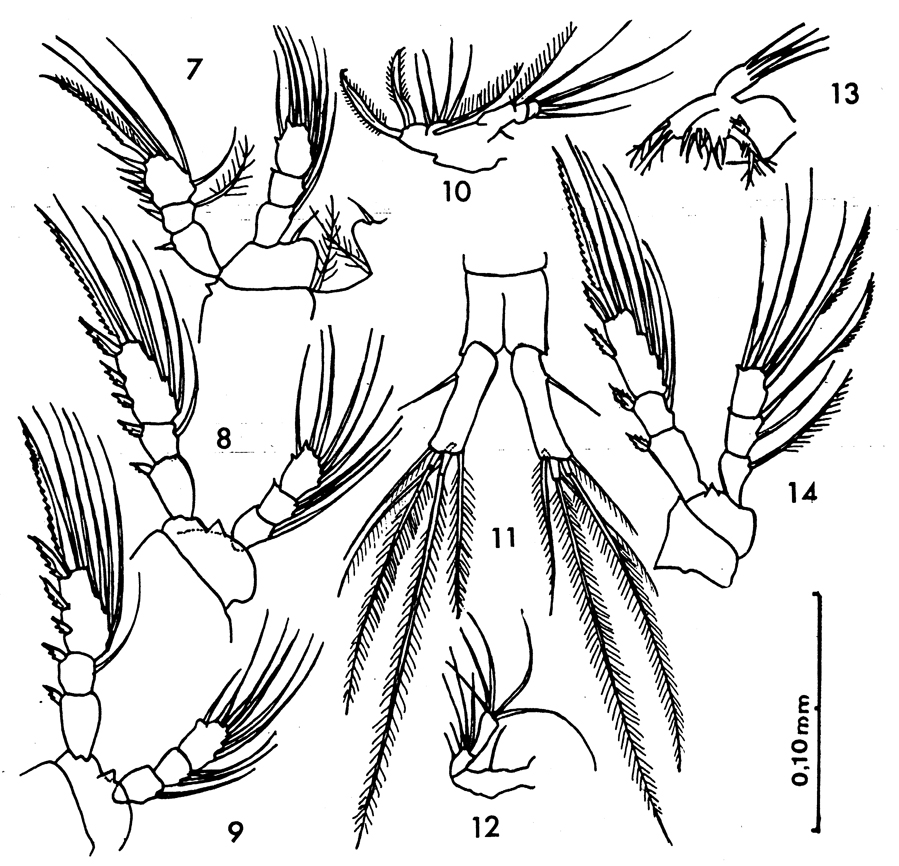 Species Oithona oswaldocruzi - Plate 3 of morphological figures