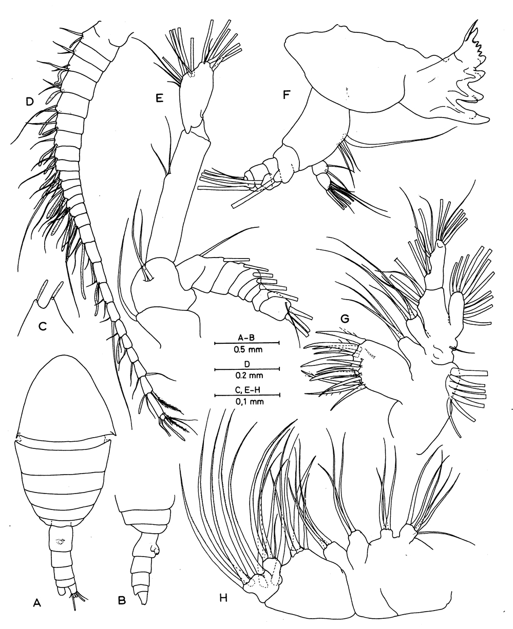 Espce Erebonectes nesioticus - Planche 1 de figures morphologiques
