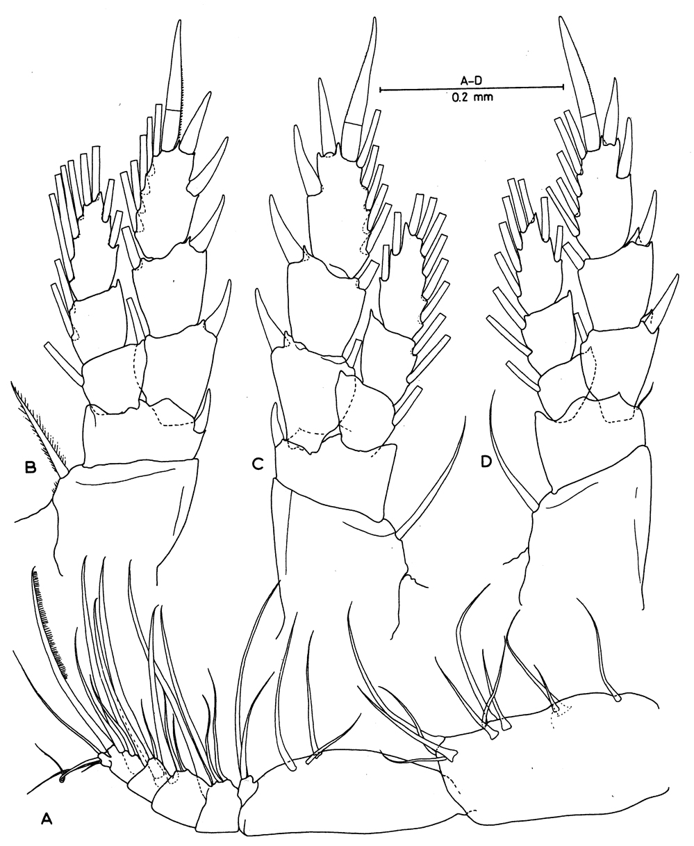 Espce Erebonectes nesioticus - Planche 2 de figures morphologiques
