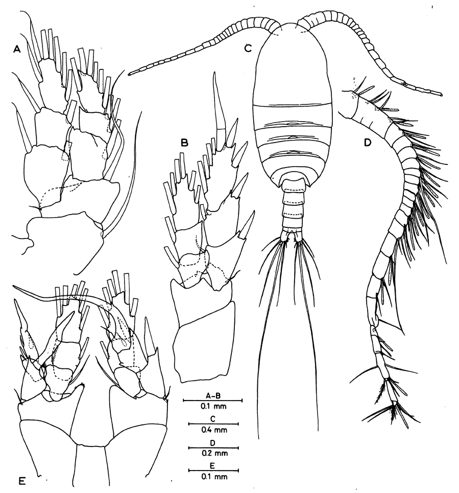 Espce Erebonectes nesioticus - Planche 3 de figures morphologiques