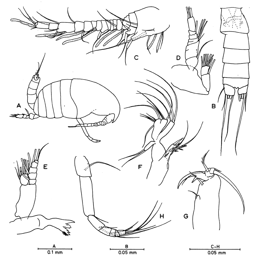 Espce Antrisocopia prehensilis - Planche 1 de figures morphologiques