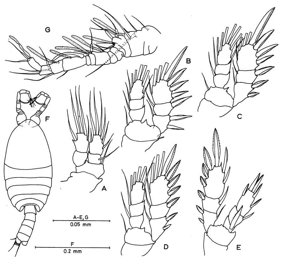 Species Antrisocopia prehensilis - Plate 2 of morphological figures