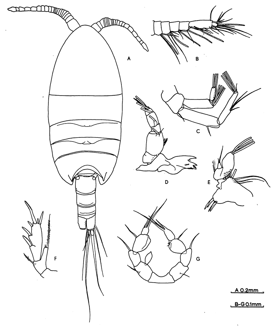 Espce Paramisophria ammophila - Planche 4 de figures morphologiques