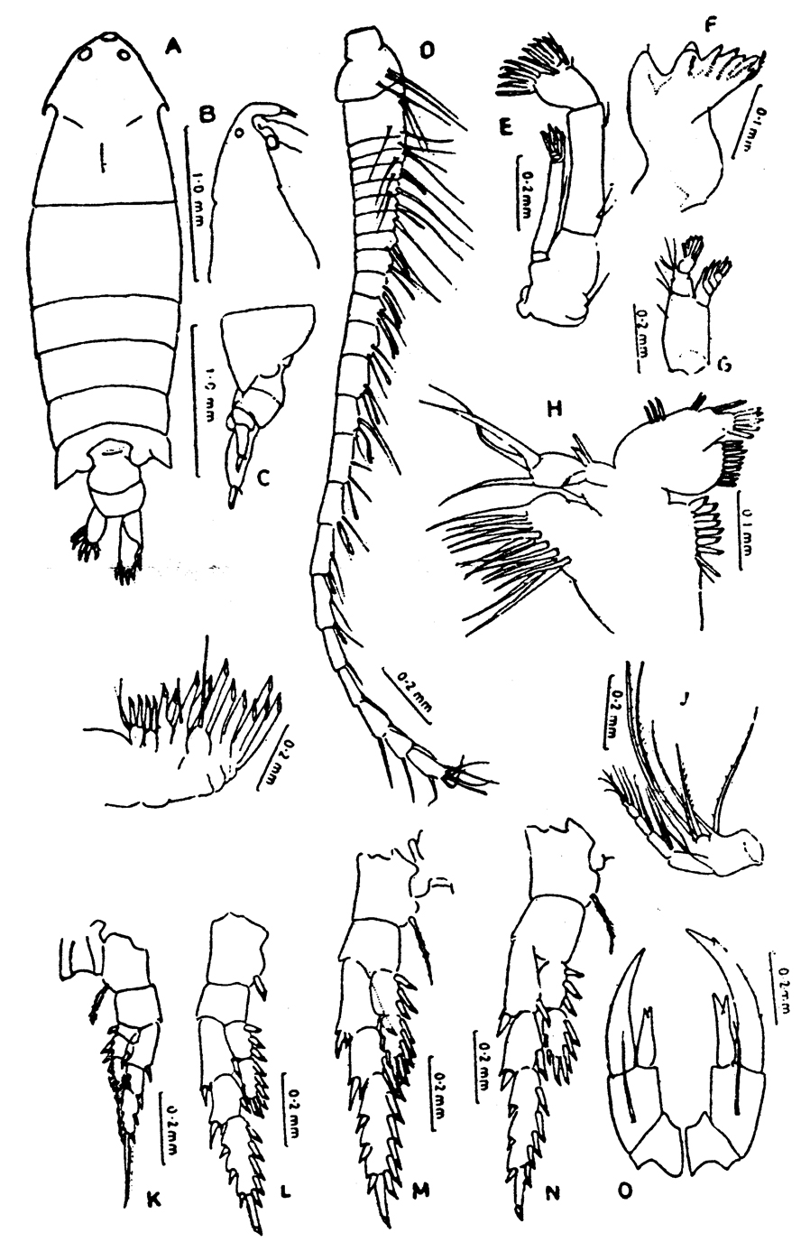 Species Pontella investigatoris - Plate 4 of morphological figures