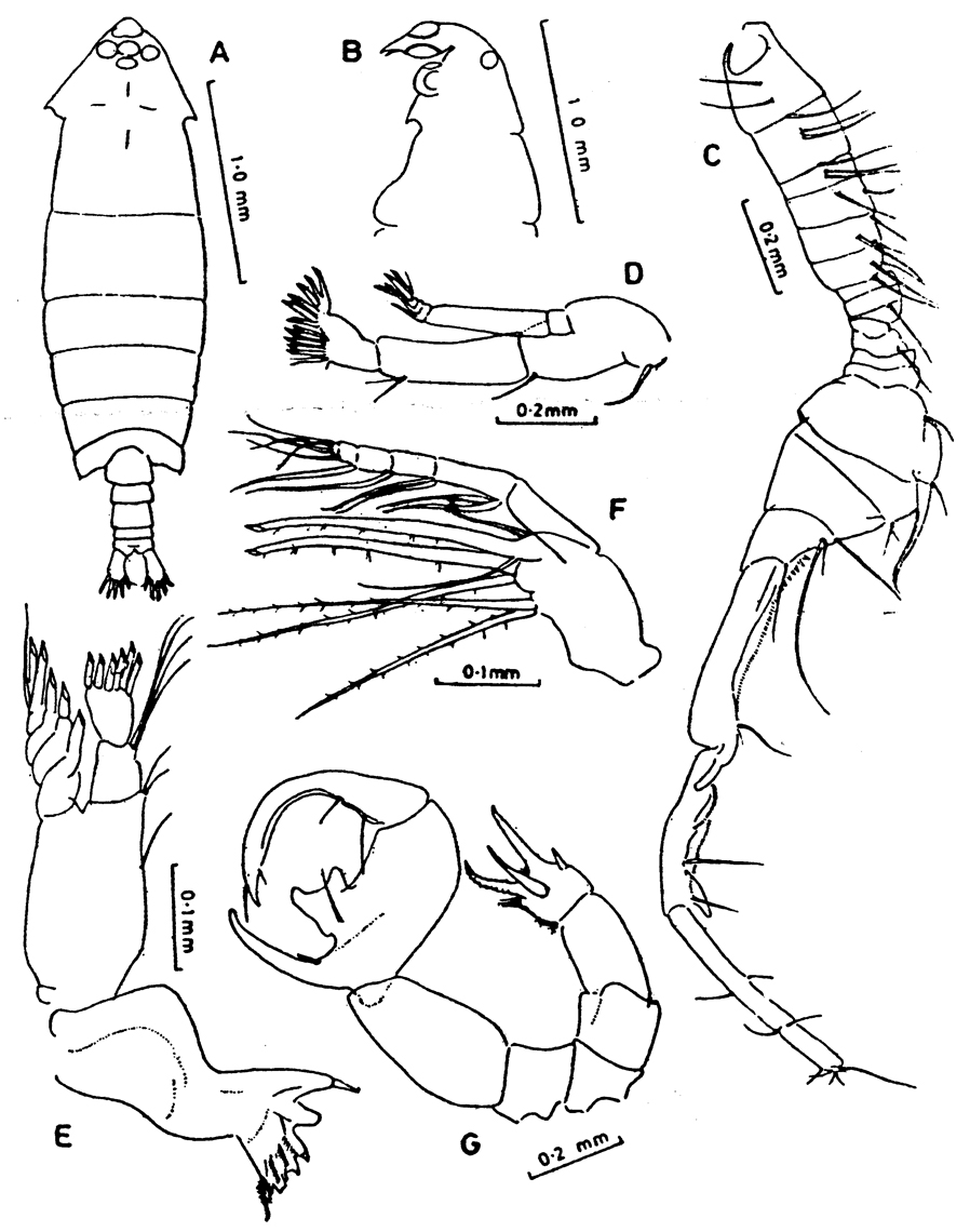 Species Pontella investigatoris - Plate 5 of morphological figures