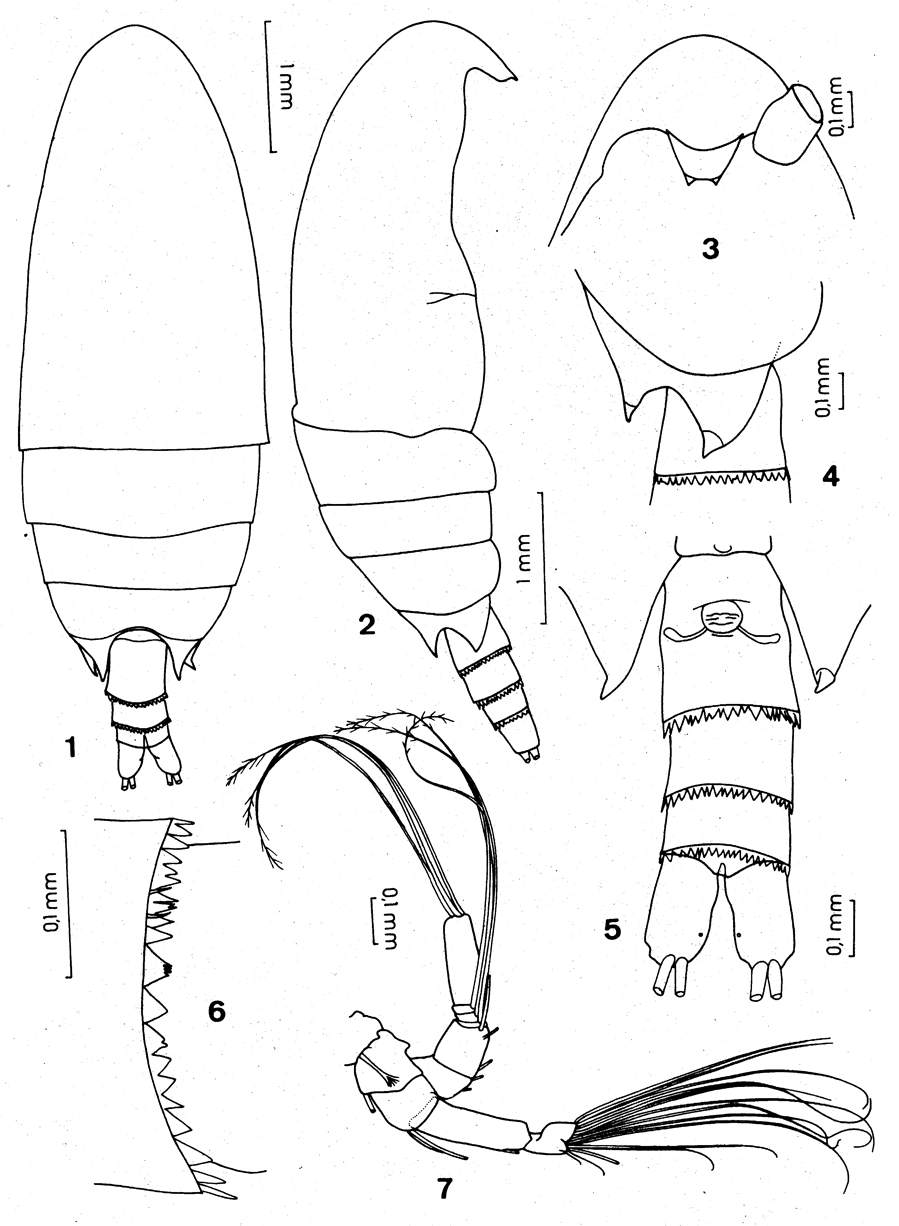 Espèce Neoscolecithrix caetanoi - Planche 1 de figures morphologiques