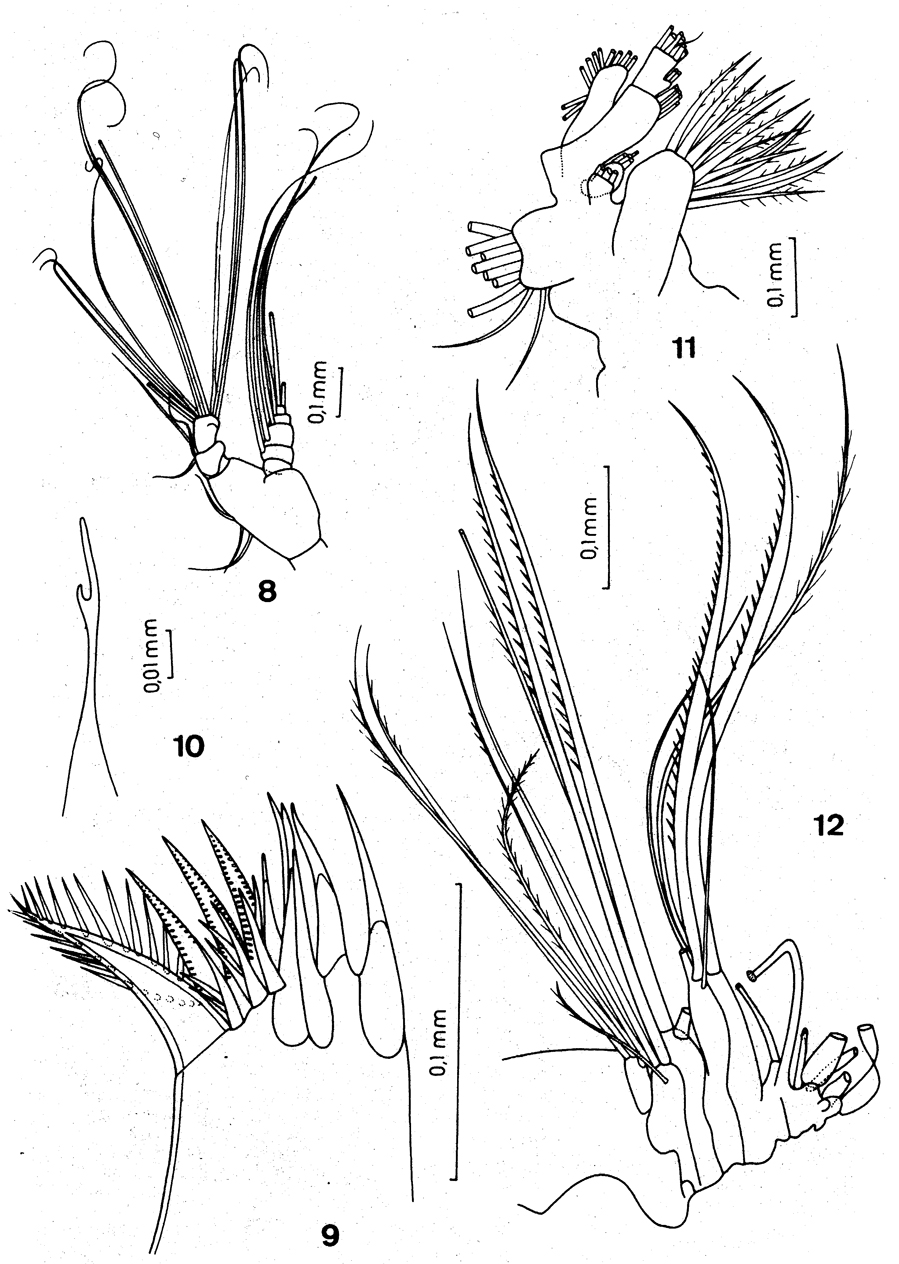 Espèce Neoscolecithrix caetanoi - Planche 2 de figures morphologiques