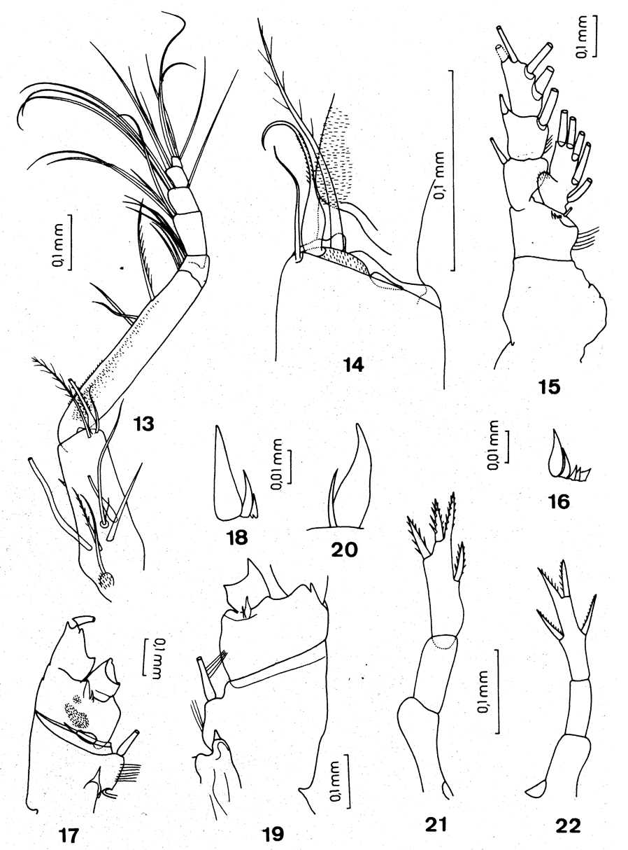 Espèce Neoscolecithrix caetanoi - Planche 3 de figures morphologiques