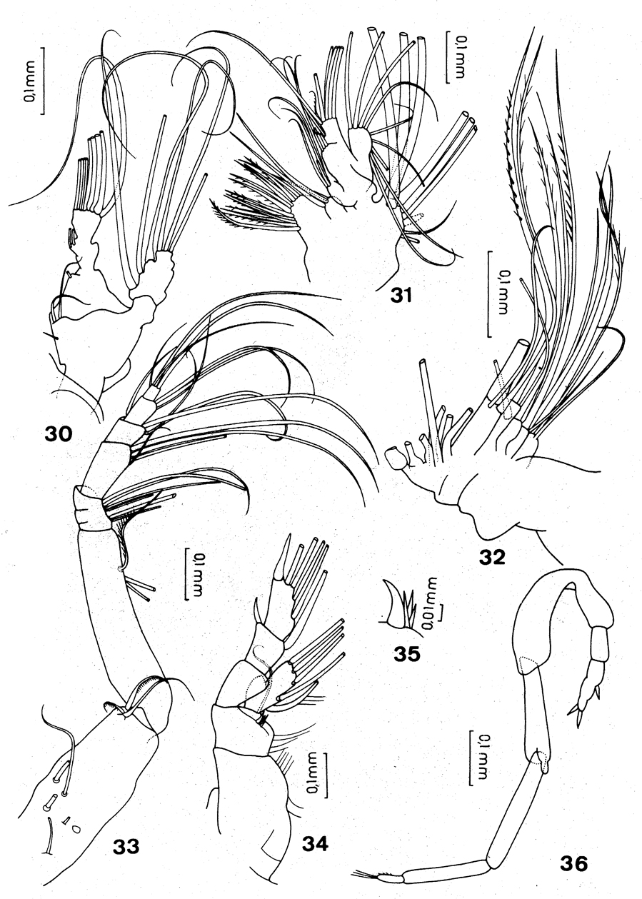 Espèce Neoscolecithrix caetanoi - Planche 5 de figures morphologiques