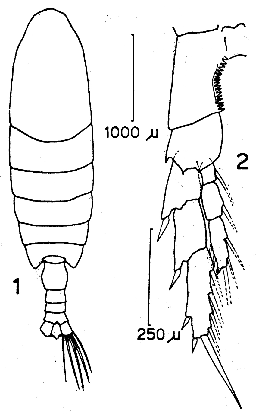Species Calanus australis - Plate 13 of morphological figures
