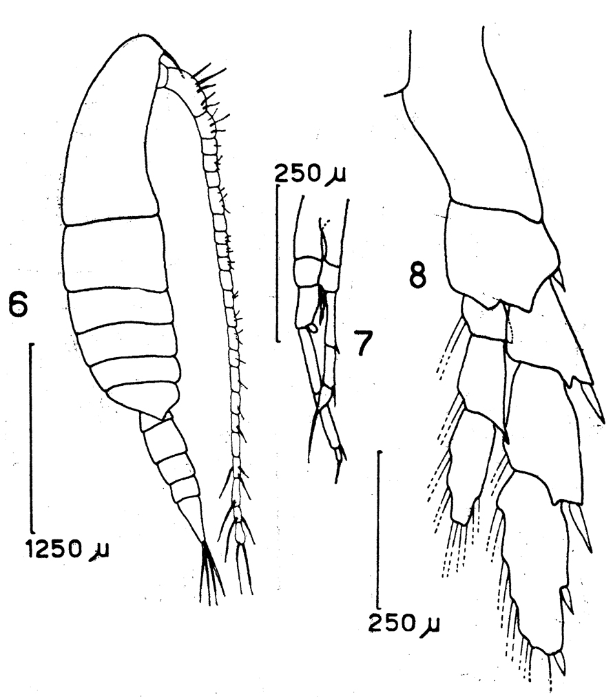 Espèce Calanoides patagoniensis - Planche 6 de figures morphologiques