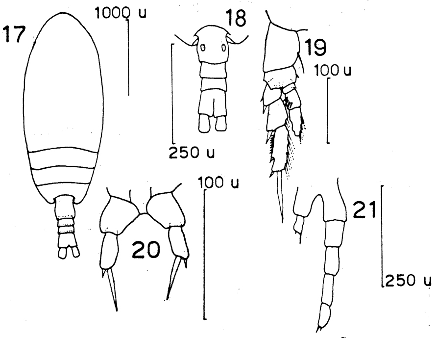 Species Paracalanus parvus - Plate 17 of morphological figures