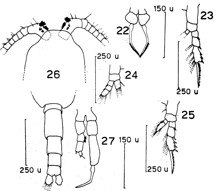 Species Drepanopus forcipatus - Plate 13 of morphological figures