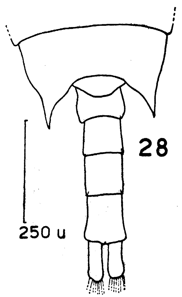 Espce Aetideus armatus - Planche 11 de figures morphologiques