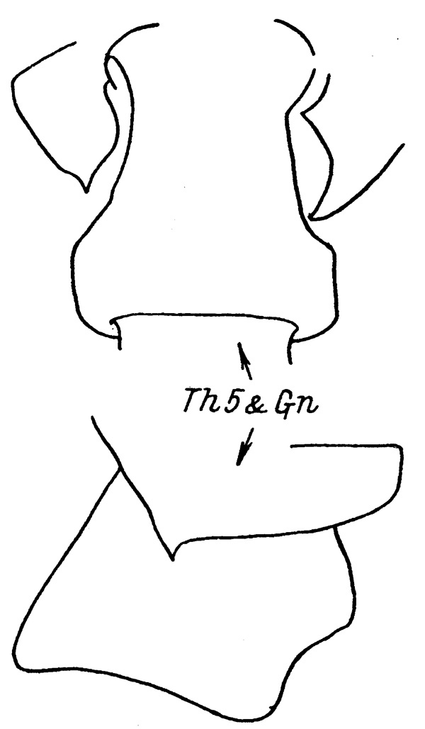 Espce Pseudochirella spectabilis - Planche 6 de figures morphologiques