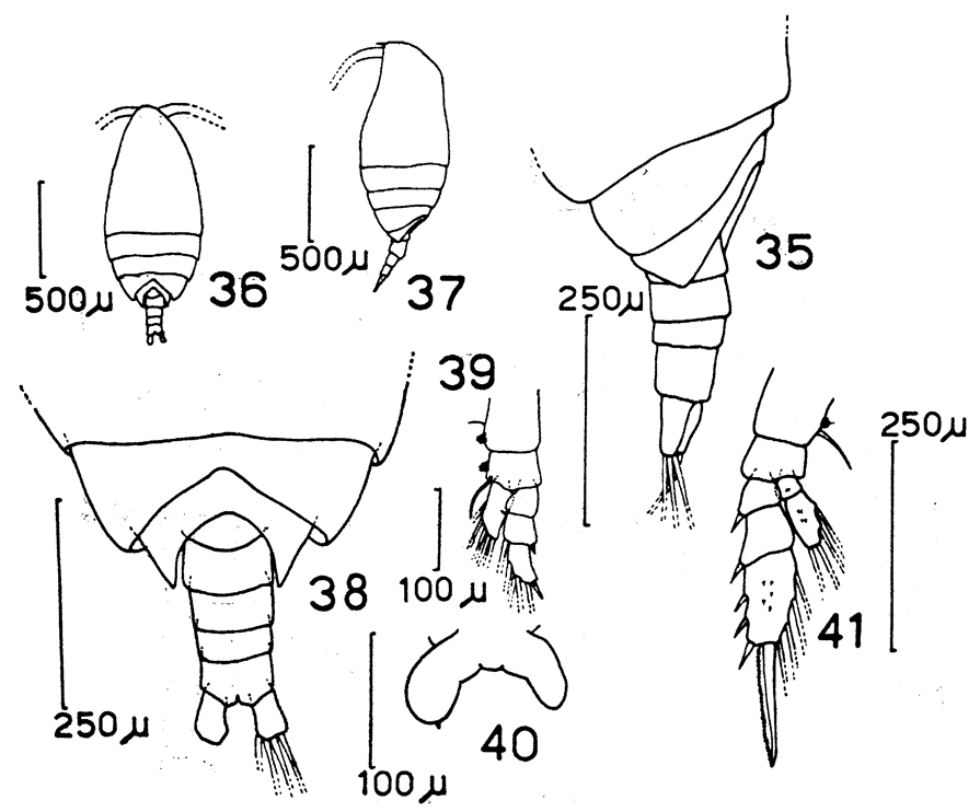 Species Scolecithrix bradyi - Plate 11 of morphological figures