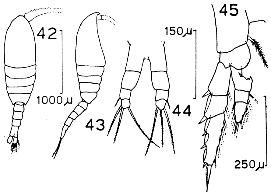 Species Metridia longa - Plate 4 of morphological figures