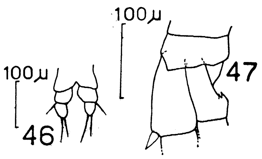 Espce Metridia brevicauda - Planche 4 de figures morphologiques