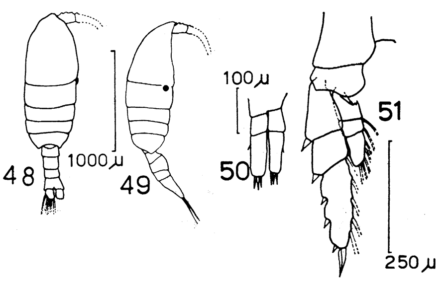 Species Pleuromamma borealis - Plate 7 of morphological figures