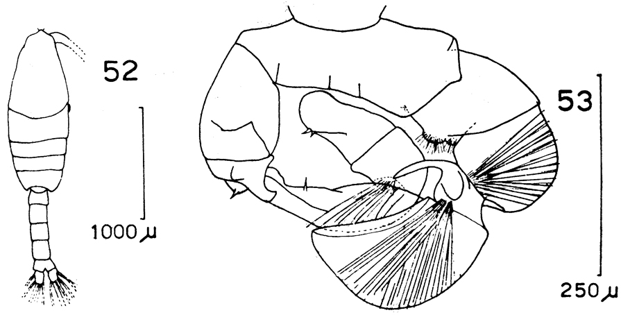Espce Pleuromamma gracilis - Planche 13 de figures morphologiques