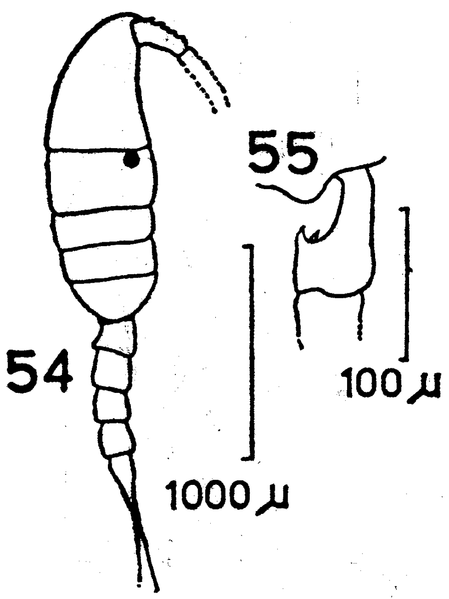 Espce Pleuromamma gracilis - Planche 12 de figures morphologiques
