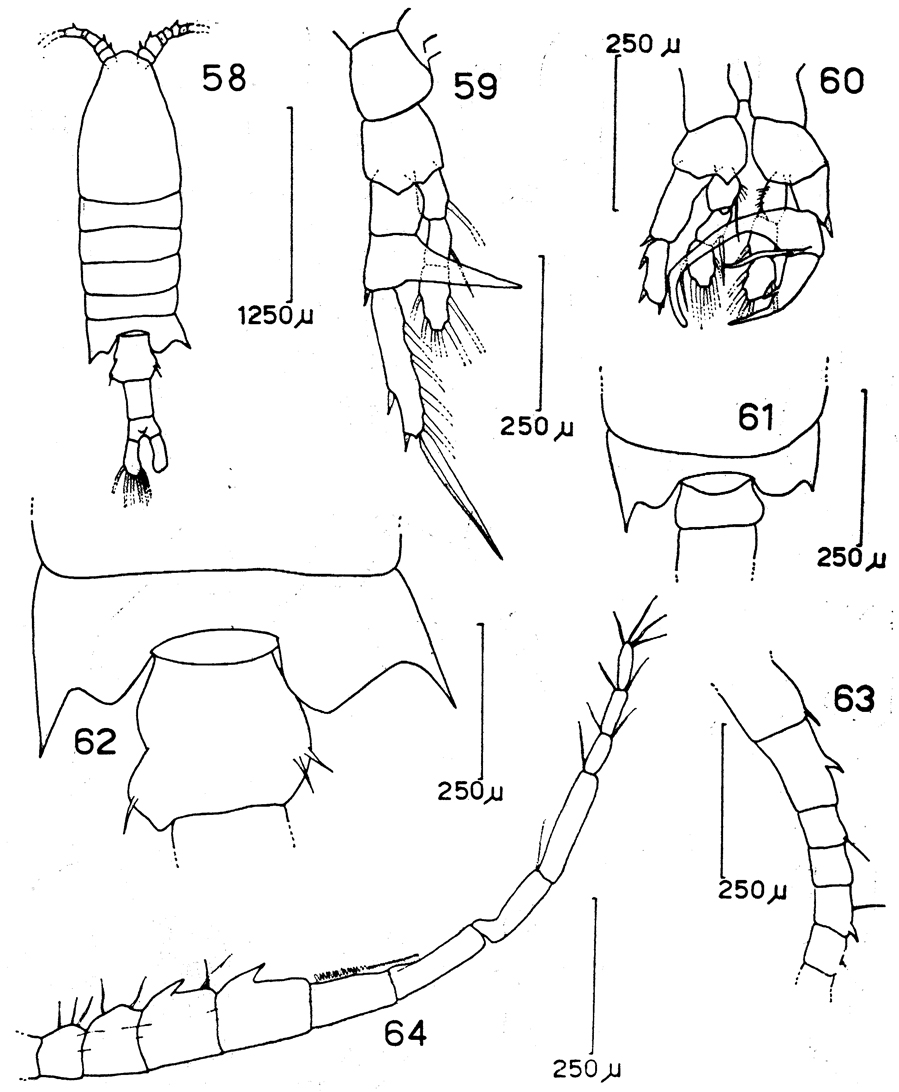 Species Centropages brachiatus - Plate 6 of morphological figures