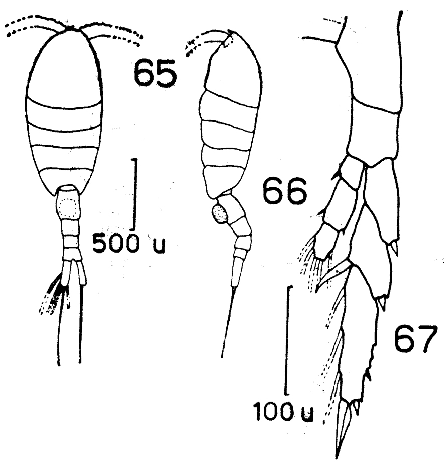 Espce Lucicutia flavicornis - Planche 16 de figures morphologiques