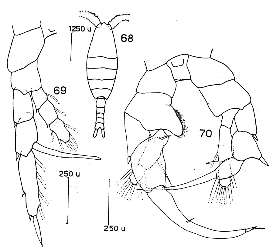 Species Heterorhabdus spinifrons - Plate 18 of morphological figures